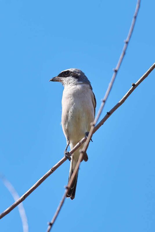 Lanius collurio, Обыкновенный жулан Обыкновенный жулан фото превью