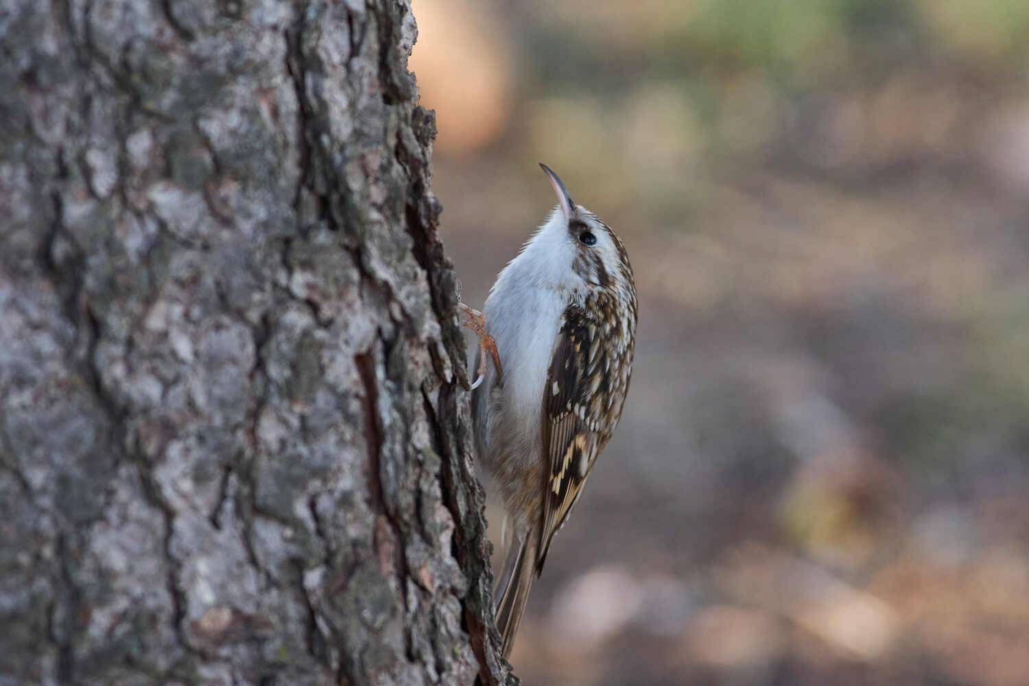 Certhia familiaris, Обыкновенная пищуха, Павел Сторчилов