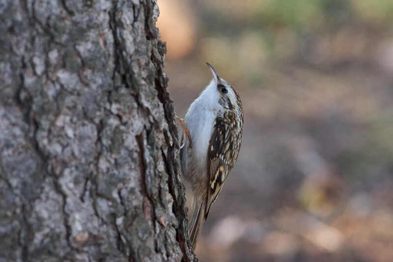 Certhia familiaris, Обыкновенная пищуха Обыкновенная пищуха фото превью