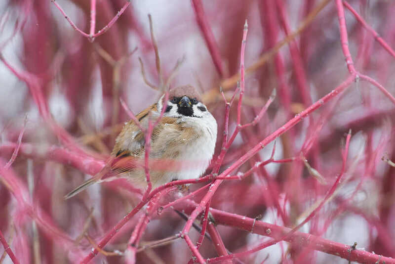 Passer domesticus, Домовый воробей Домовый воробей фото превью
