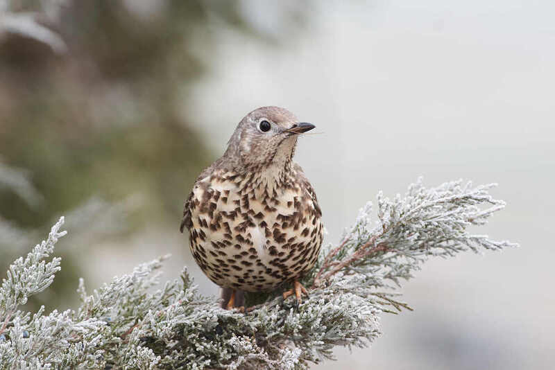 Turdus viscivorus, Деряба Деряба фото превью