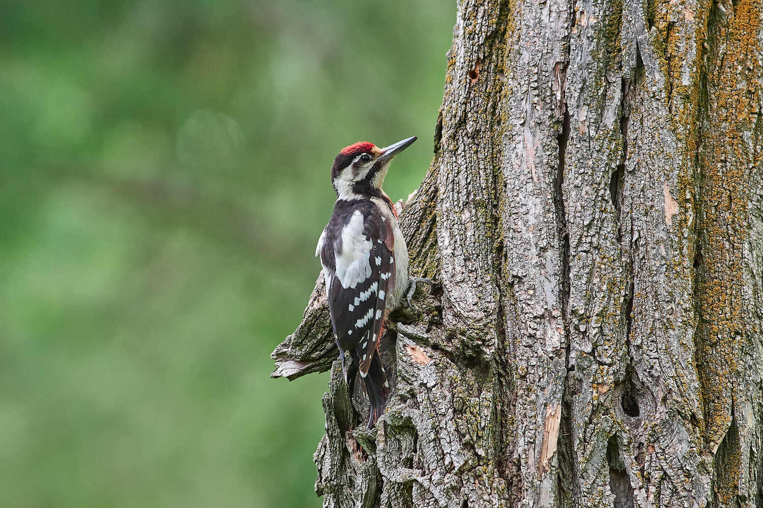 Сирийский дятел, Dendrocopos syriacus, Павел Сторчилов