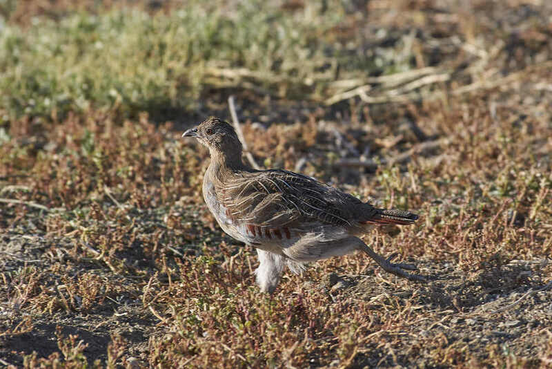 Серая куропатка, perdix, perdix perdix Серая куропатка фото превью