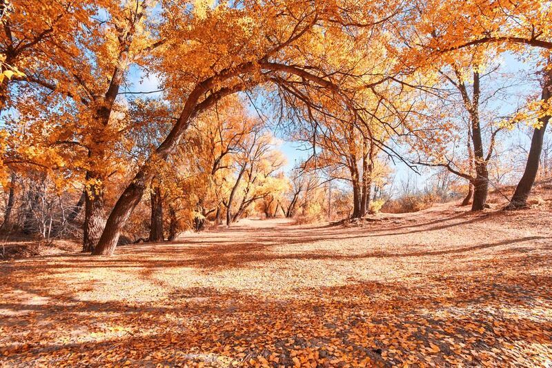 осень, волго-ахтубинская пойма Красочная осень фото превью