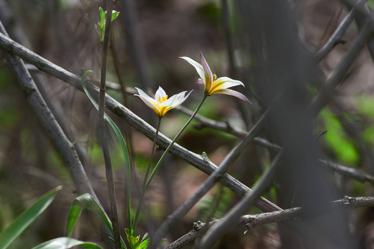 Тюльпан Калье, Tulipa biflora, Павел Сторчилов