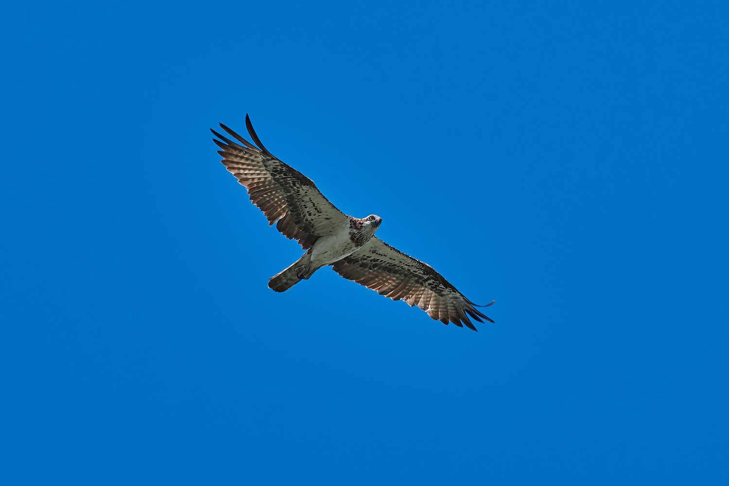 скопа, астрахань, волга., Павел Сторчилов