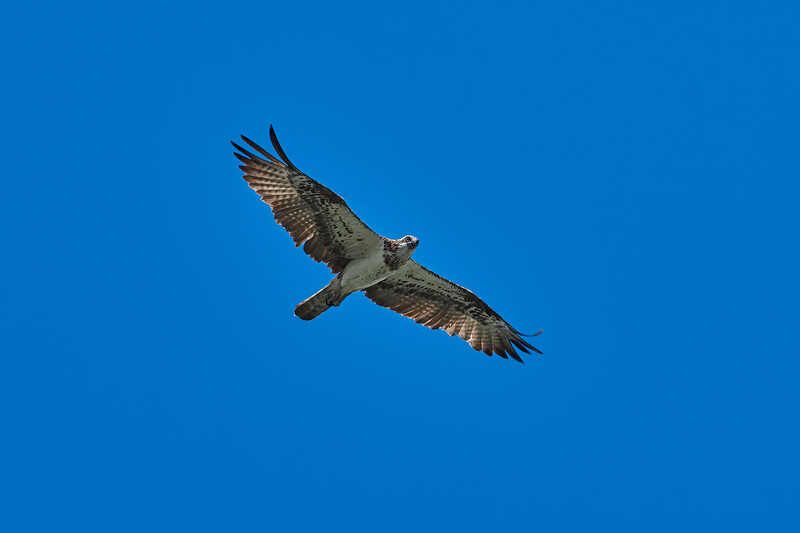 скопа, астрахань, волга. Скопа фото превью