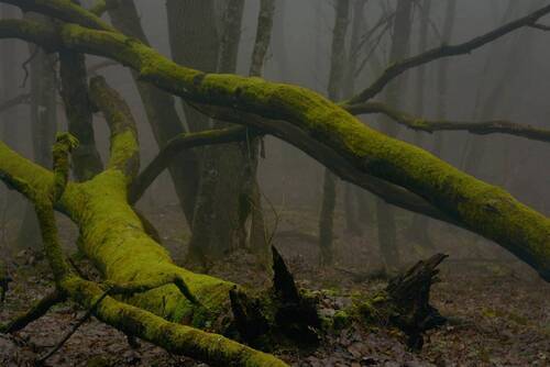 В зимнем лесу