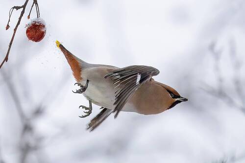 Свиристели - гости с севера