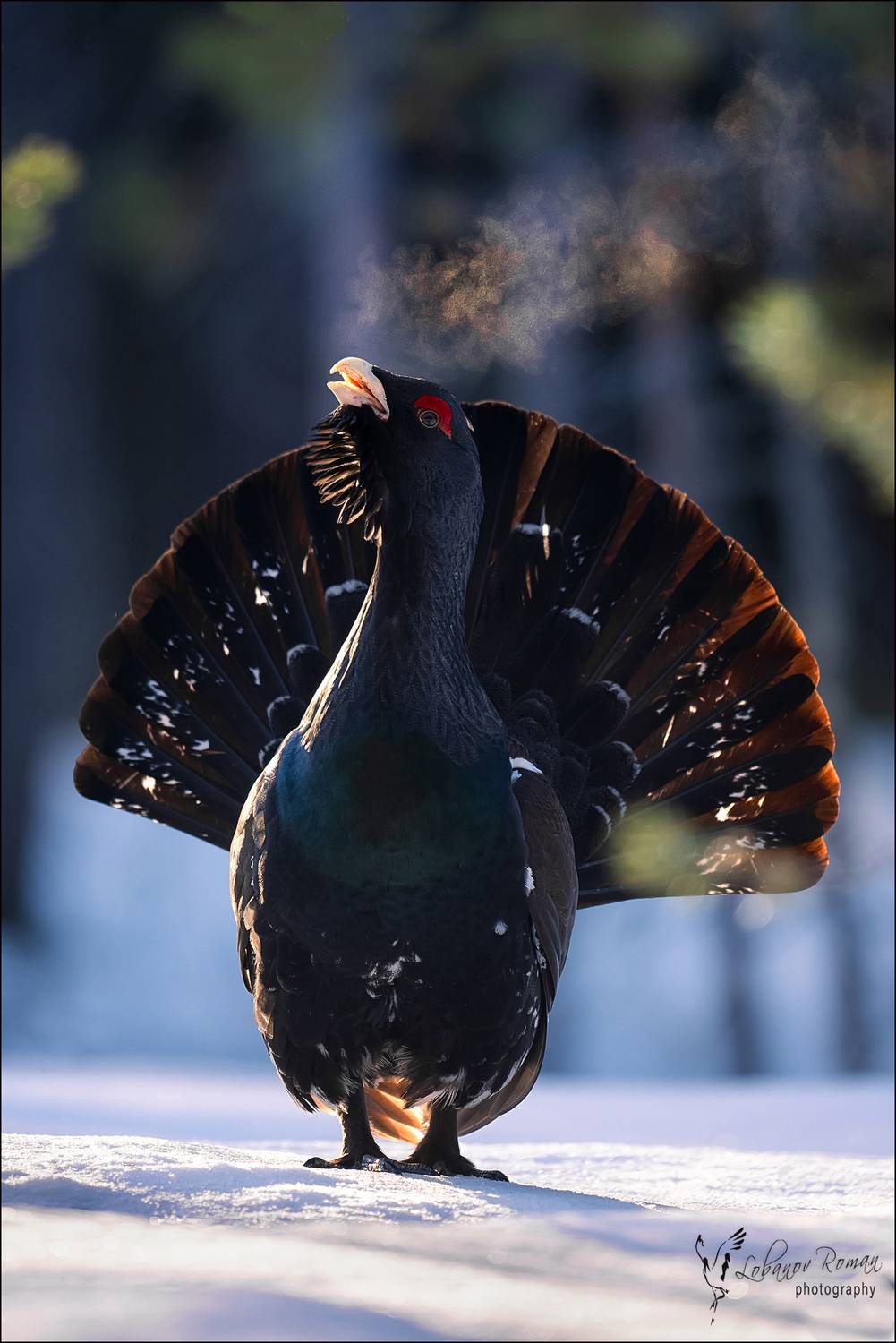 , Лобанов Роман