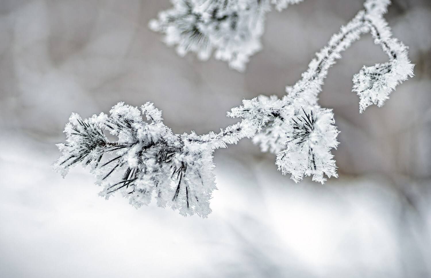 , Орлов Олег