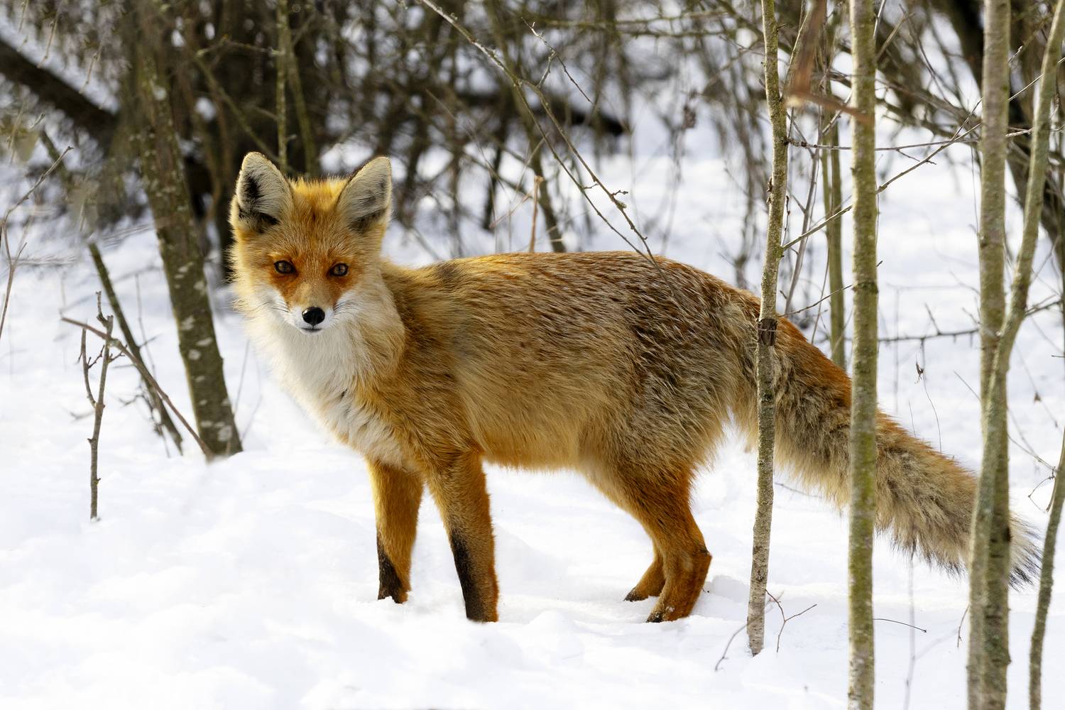 , Валерий Черняк