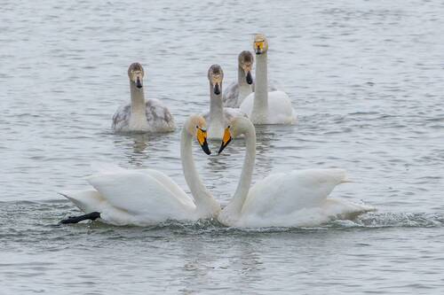Показательное выступление