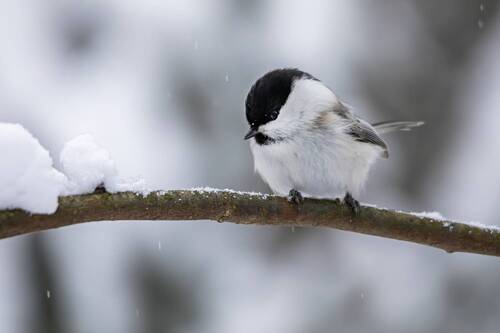 Буроголовая гаичка( Poecile montanus).