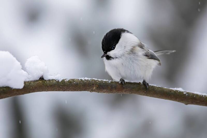 буроголовая гаичка, пухляк, синицы, синица, птицы, птица, птицы россии, фотоохота, зима, лес, снег, зимний лес, природа Буроголовая гаичка( Poecile montanus). фото превью
