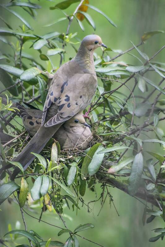 Строительство гнезда фото превью