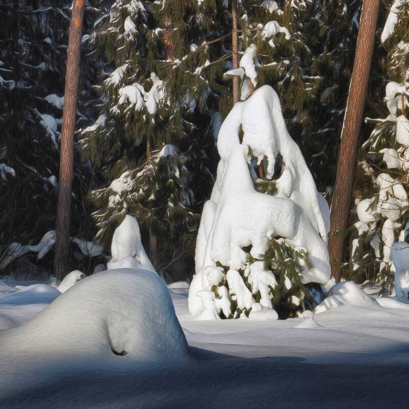 лес, зима В зимнем лесу фото превью