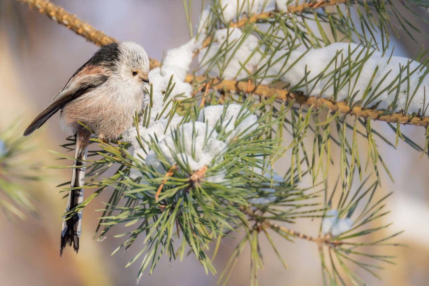 ополовник, синица, птицы, длиннохвостая синица, Ruslan Pl