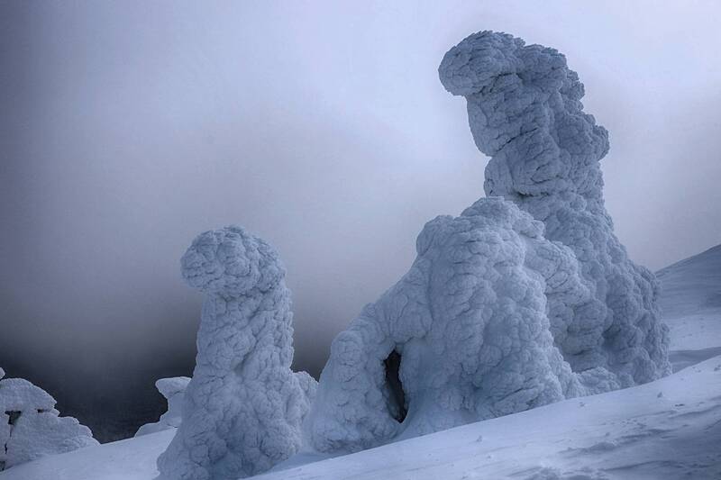 Приют фото превью