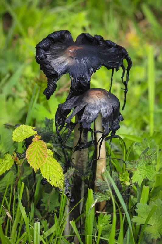 Грибы готы..* фото превью