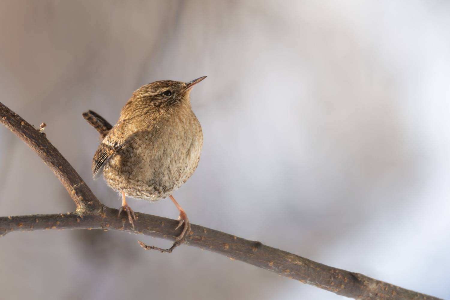 крапивник, птицы, Ruslan Pl