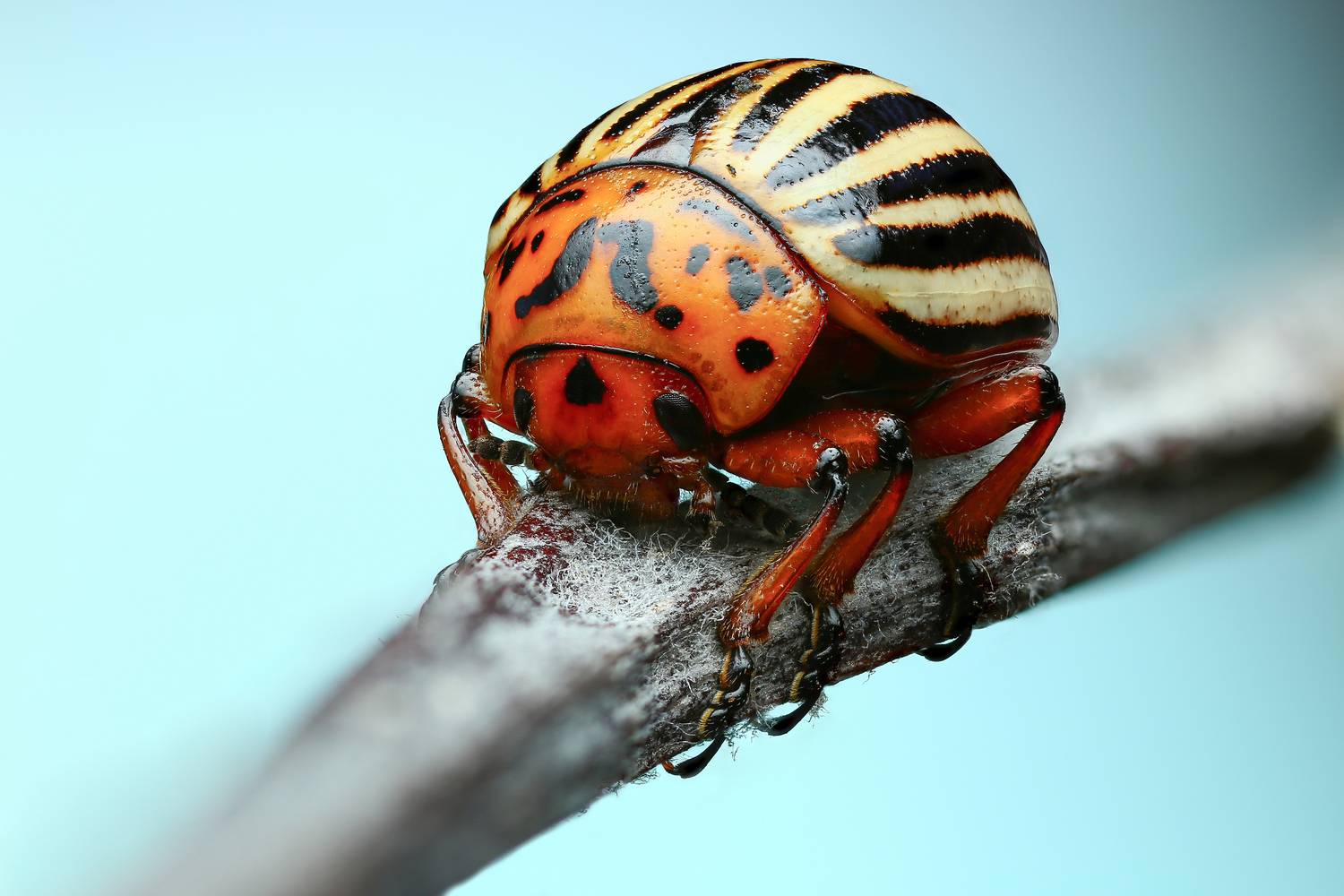 макро, природа, животное, растение, цвет, фото, синий, жук, трава, Шаповалов Андрей