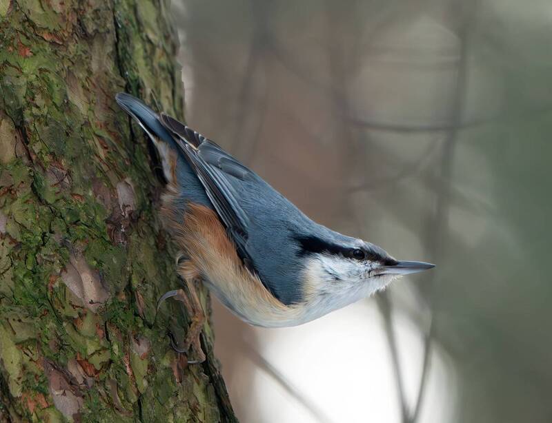 фото превью