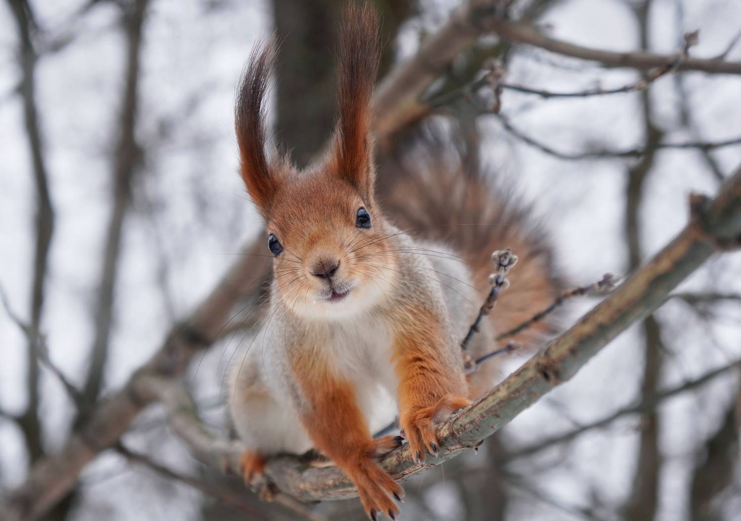 белка, Чепленко Алексей
