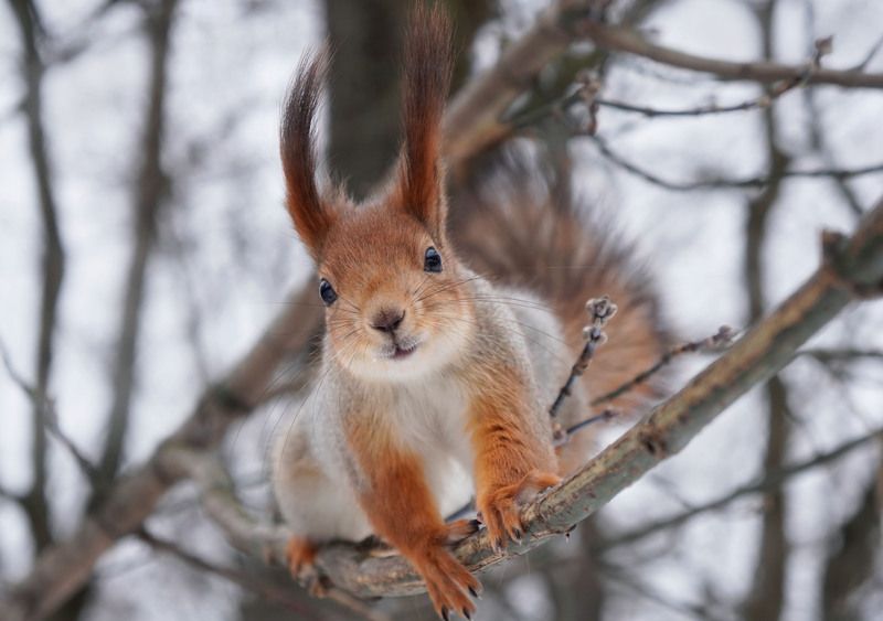 Если у Вас есть орехи, тогда Я иду к Вам. фото превью