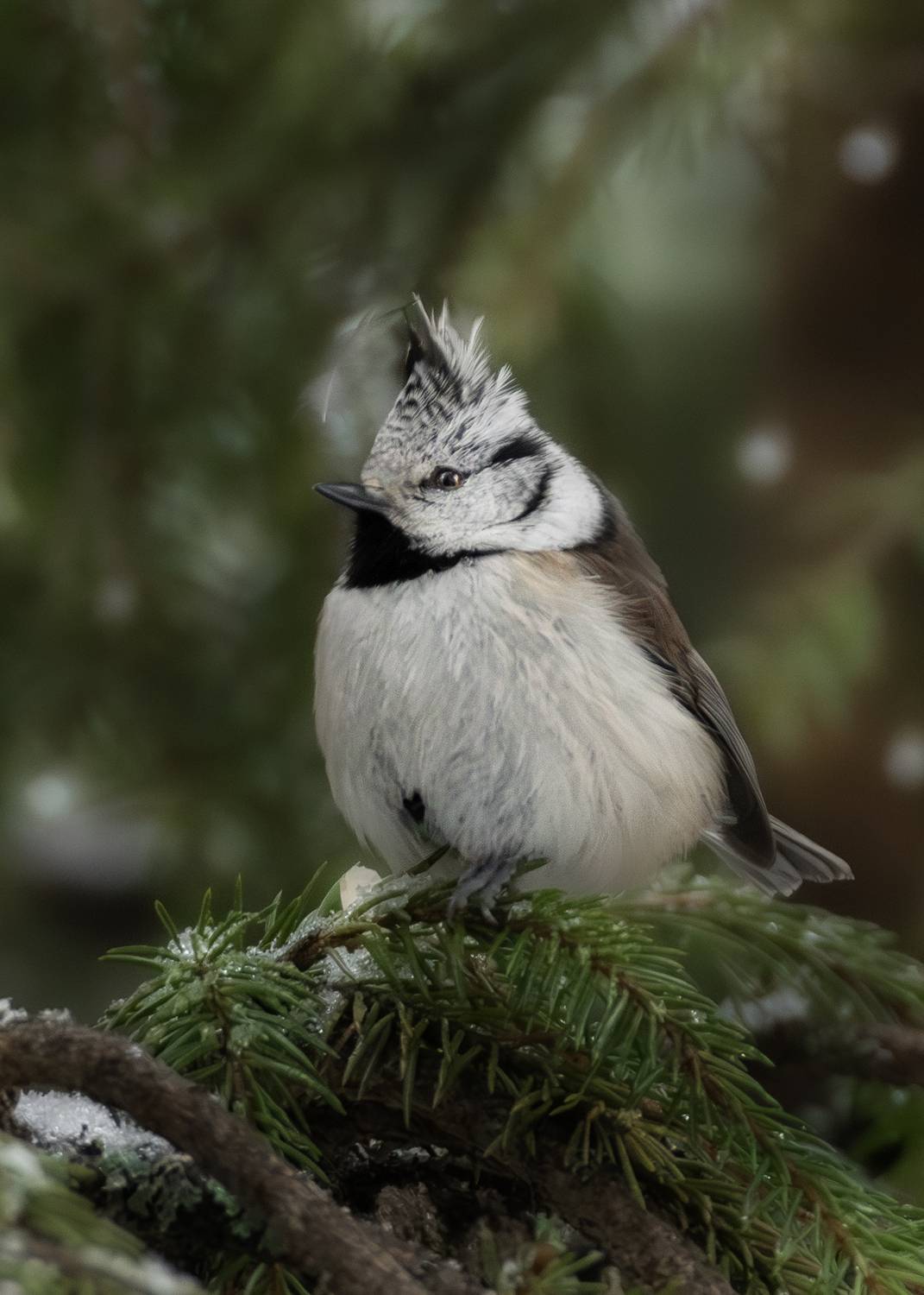 birdwatching, nature, bird photography, птица, фотоохота, природа, гренадерка, Полина Шальнева