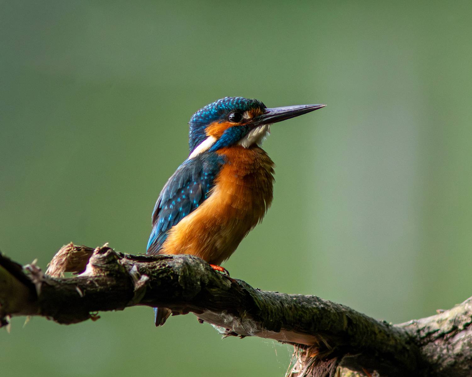 зимородок, обыкновенный зимородок, alcedo atthis, common kingfisher, kingfisher, Бондаренко Георгий