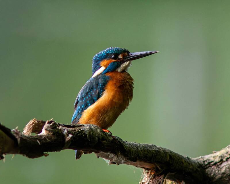 зимородок, обыкновенный зимородок, alcedo atthis, common kingfisher, kingfisher Доволен собой фото превью
