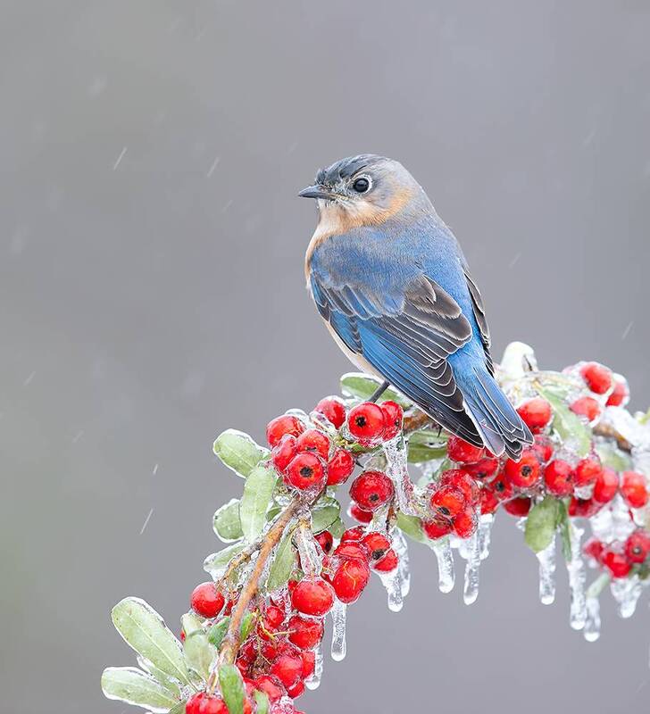 восточная сиалия, eastern bluebird, bluebird, зима, winter, bird, птицы, snow, cold, rain, дождь Female. Eastern Bluebird - Восточная сиалия фото превью