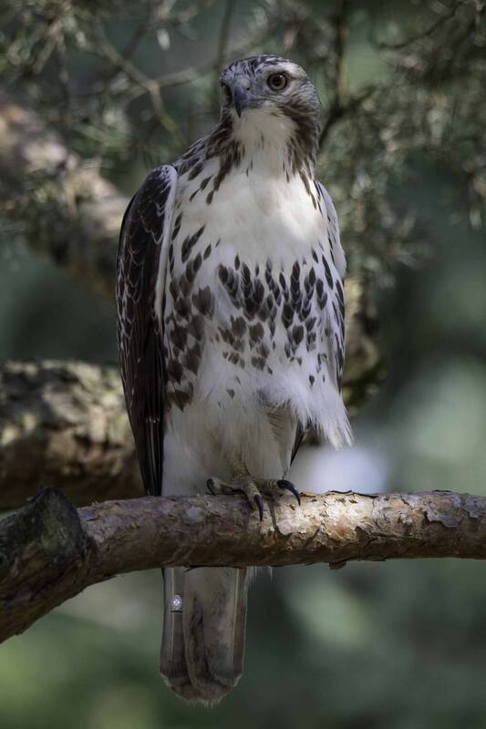 Red-tailed Hawk фото превью