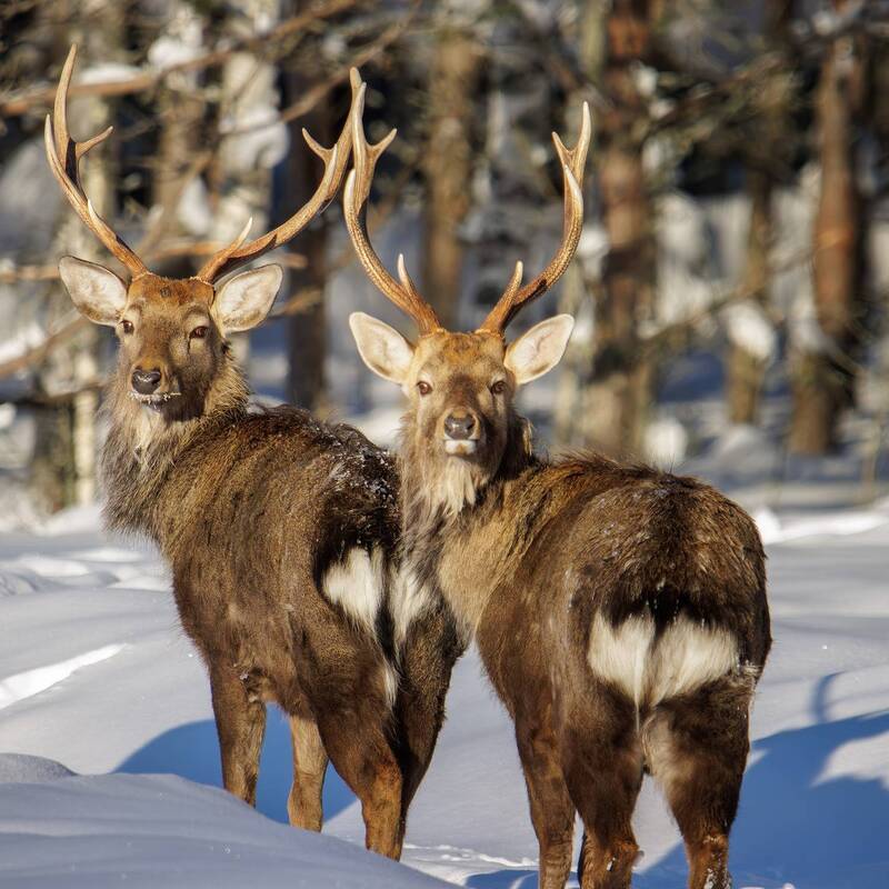 Пятнистый олень фото превью