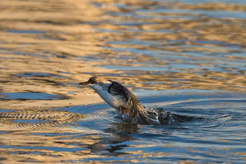 оляпка  фото превью