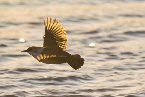 Сияние крыльев