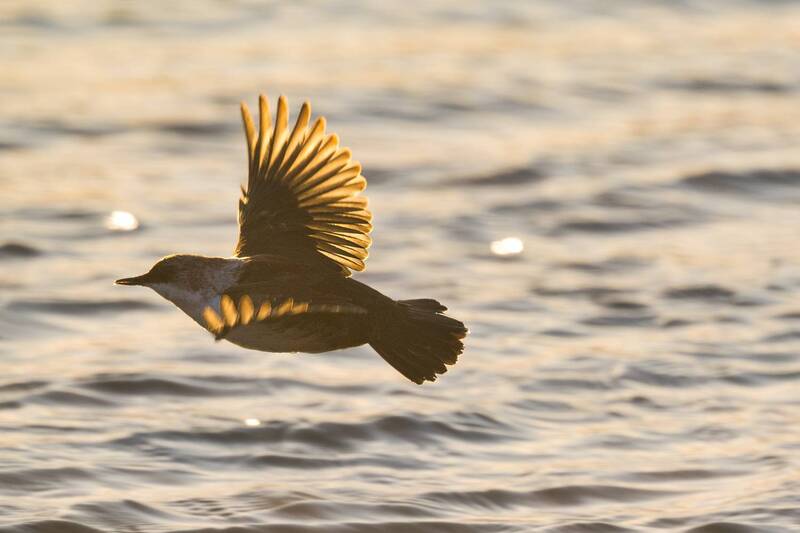 оляпка Сияние крыльев фото превью