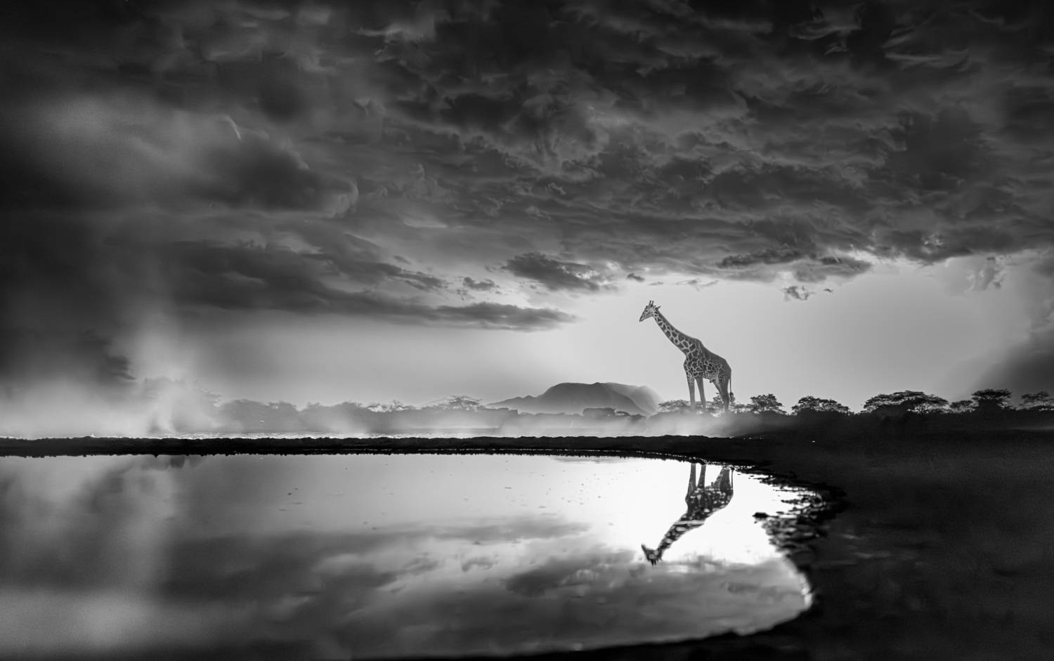 кения, шомполе, Сулоев Алексей