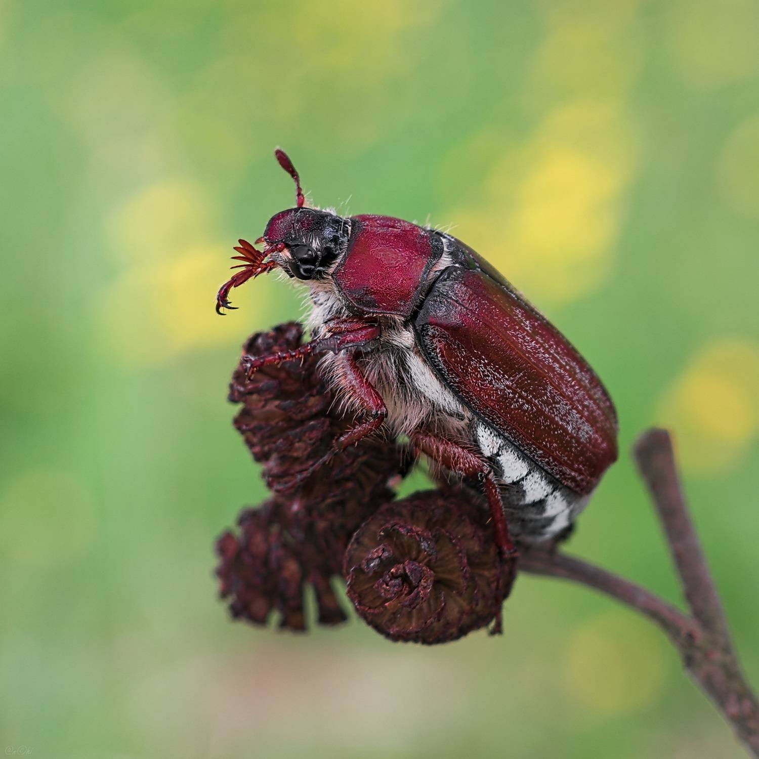 жук, майский, Чи. Анатолий