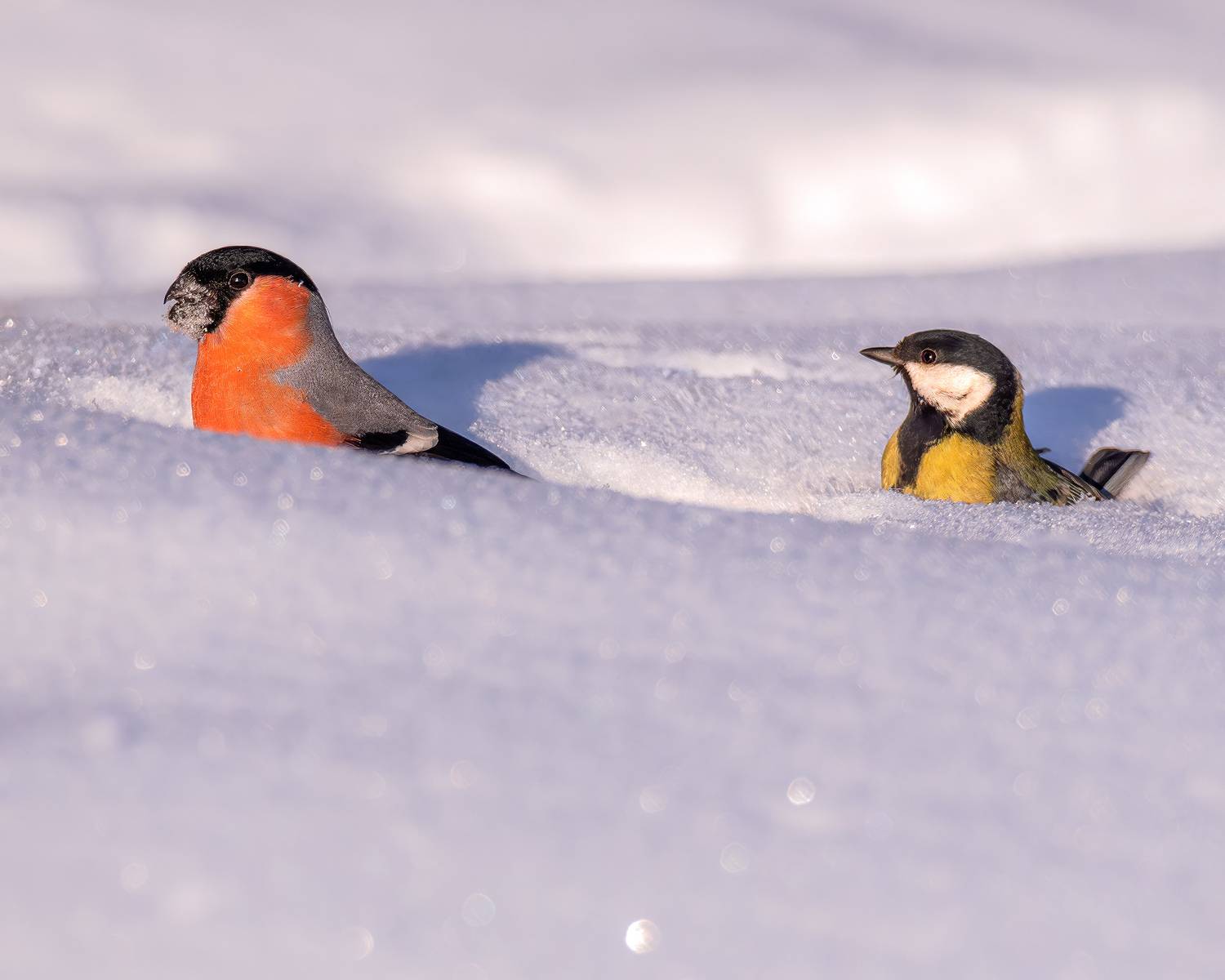 Бёрдвотчинг, зима, мороз, птицы, Ворожцова Марина