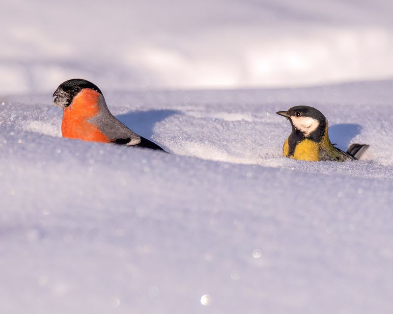 Бёрдвотчинг, зима, мороз, птицы Когда твой конкурент пришёл без приглашения! фото превью