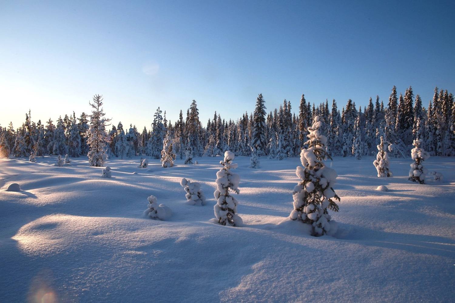 зима, солнце, закат, сугробы, снег, сосны, мороз, Алёна Салтыкова