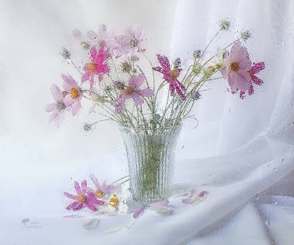 Дождь, Капли, Космея, Цветы, Инна Сухова