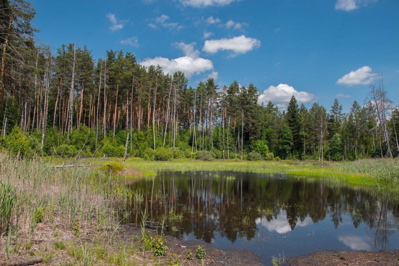 сосенский, шахта, пруд, лес, овлавившаяся, Александр