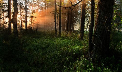 Рассвет  в лесу