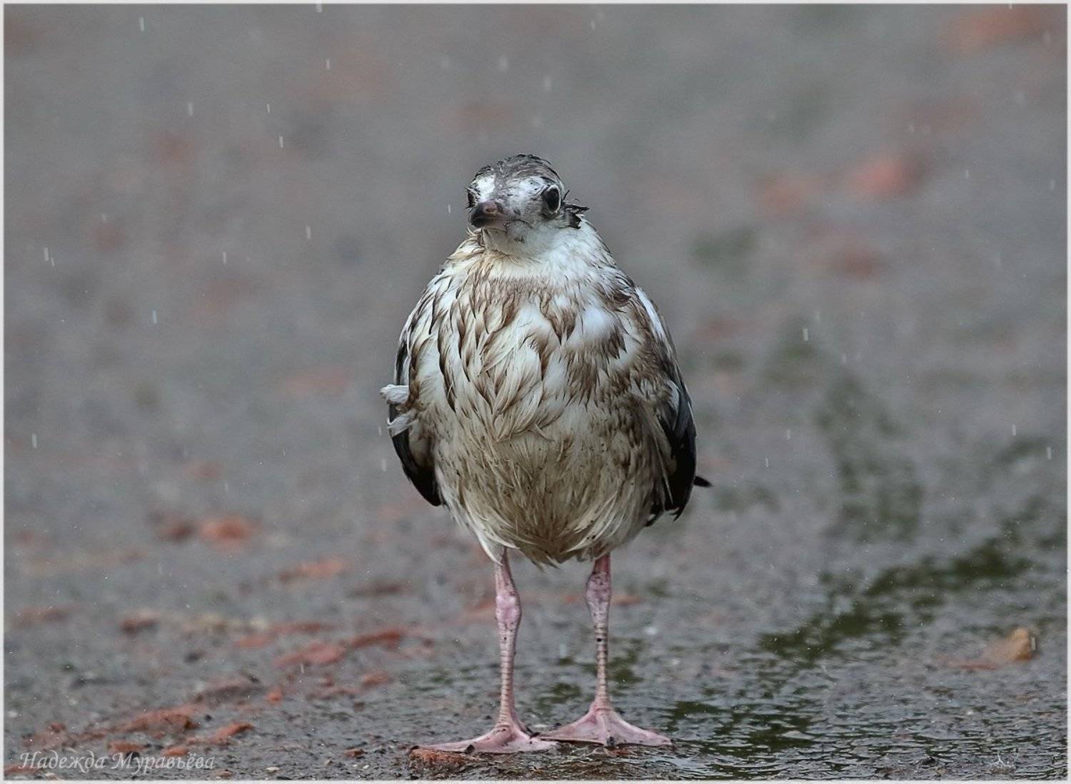 Larus Ridibundus, Дождь, Озерная чайка, Птенец, Надежда Муравьёва