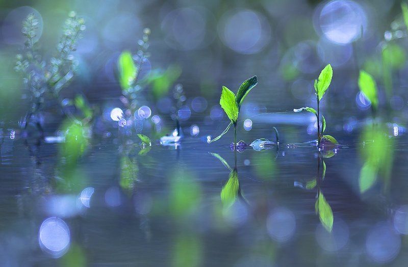 Thirsty green фото превью