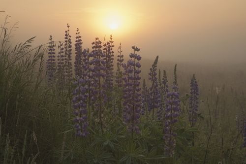 Люпиновый рассвет