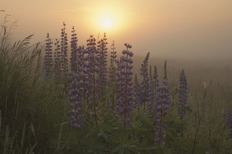 Люпины рассвет июнь лето утро солнце туман Подмосковье Люпиновый рассвет фото превью